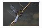 Libellula depressa (broad-bodied chaser) - male by Anonymous