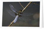 Libellula depressa (broad-bodied chaser) - male by Anonymous