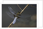Libellula depressa (broad-bodied chaser) - male by Anonymous