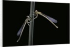 Platycnemis pennipes (white-legged damselfly) by Anonymous