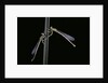 Platycnemis pennipes (white-legged damselfly) by Anonymous