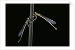 Platycnemis pennipes (white-legged damselfly) by Anonymous