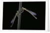 Platycnemis pennipes (white-legged damselfly) by Anonymous