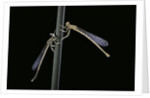 Platycnemis pennipes (white-legged damselfly) by Anonymous