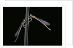 Platycnemis pennipes (white-legged damselfly) by Anonymous