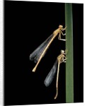 Platycnemis pennipes (white-legged damselfly) by Anonymous