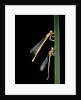 Platycnemis pennipes (white-legged damselfly) by Anonymous