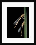 Platycnemis pennipes (white-legged damselfly) by Anonymous