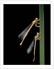 Platycnemis pennipes (white-legged damselfly) by Anonymous
