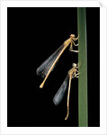 Platycnemis pennipes (white-legged damselfly) by Anonymous