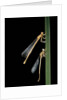Platycnemis pennipes (white-legged damselfly) by Anonymous