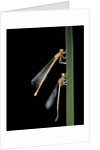 Platycnemis pennipes (white-legged damselfly) by Anonymous