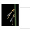 Platycnemis pennipes (white-legged damselfly) by Anonymous