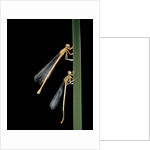 Platycnemis pennipes (white-legged damselfly) by Anonymous