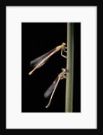 Platycnemis pennipes (white-legged damselfly) by Anonymous