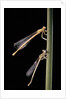 Platycnemis pennipes (white-legged damselfly) by Anonymous