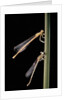 Platycnemis pennipes (white-legged damselfly) by Anonymous