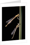 Platycnemis pennipes (white-legged damselfly) by Anonymous