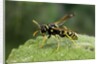 Polistes dominula (european paper wasp) by Anonymous