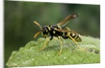 Polistes dominula (european paper wasp) by Anonymous