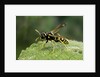 Polistes dominula (european paper wasp) by Anonymous