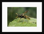 Polistes dominula (european paper wasp) by Anonymous