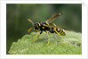 Polistes dominula (european paper wasp) by Anonymous