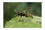 Polistes dominula (european paper wasp) by Anonymous