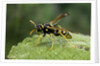 Polistes dominula (european paper wasp) by Anonymous