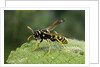 Polistes dominula (european paper wasp) by Anonymous