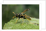 Polistes dominula (european paper wasp) by Anonymous
