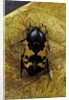 Polybaphes sanguinolenta (flower chafer) by Anonymous