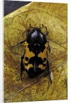 Polybaphes sanguinolenta (flower chafer) by Anonymous