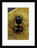 Polybaphes sanguinolenta (flower chafer) by Anonymous