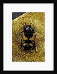 Polybaphes sanguinolenta (flower chafer) by Anonymous