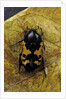 Polybaphes sanguinolenta (flower chafer) by Anonymous