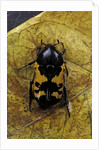 Polybaphes sanguinolenta (flower chafer) by Anonymous