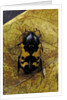 Polybaphes sanguinolenta (flower chafer) by Anonymous
