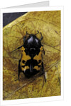 Polybaphes sanguinolenta (flower chafer) by Anonymous