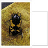 Polybaphes sanguinolenta (flower chafer) by Anonymous