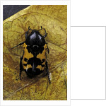 Polybaphes sanguinolenta (flower chafer) by Anonymous