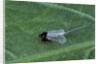 Porphyrophora crithmi (scale insect) - male by Anonymous