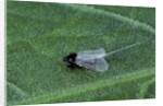 Porphyrophora crithmi (scale insect) - male by Anonymous