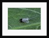 Porphyrophora crithmi (scale insect) - male by Anonymous
