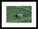 Porphyrophora crithmi (scale insect) - male by Anonymous
