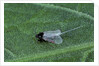 Porphyrophora crithmi (scale insect) - male by Anonymous