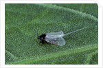 Porphyrophora crithmi (scale insect) - male by Anonymous