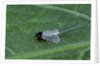 Porphyrophora crithmi (scale insect) - male by Anonymous