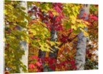 Autumn colors of maple leaves. by Anonymous
