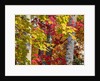 Autumn colors of maple leaves. by Anonymous